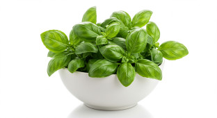 Basil