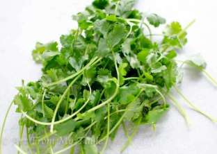 Cilantro