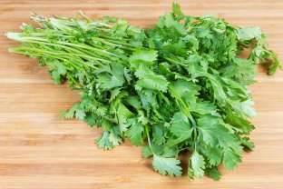 Cilantro