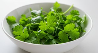 Cilantro