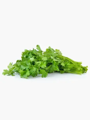 Cilantro