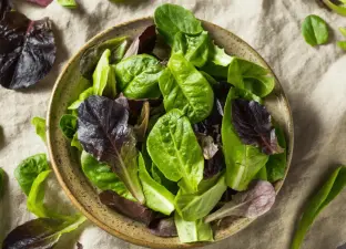 Baby Lettuce