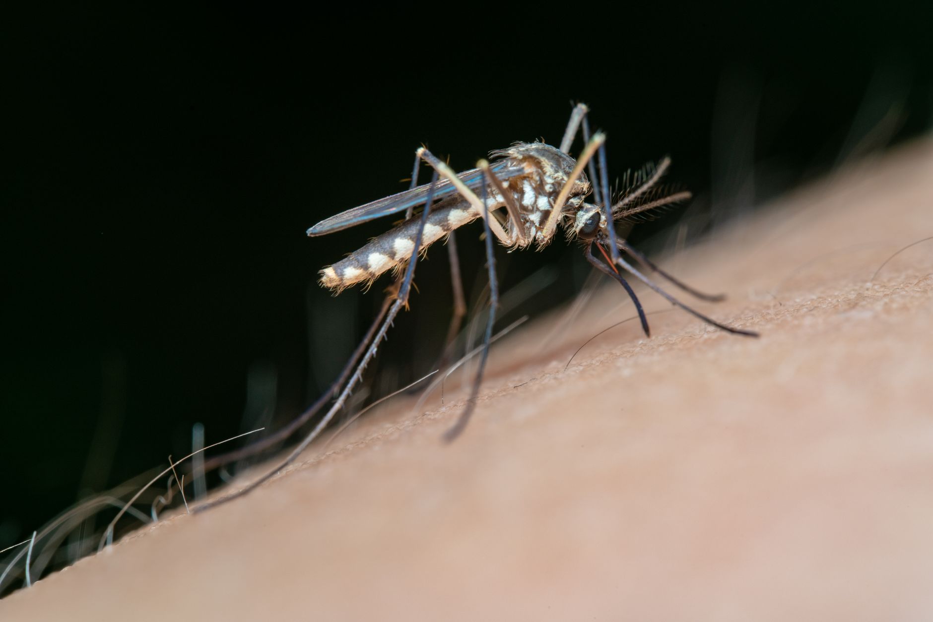 Video: Bangladesh Dengue deaths surpass 233 in deadly outbreak