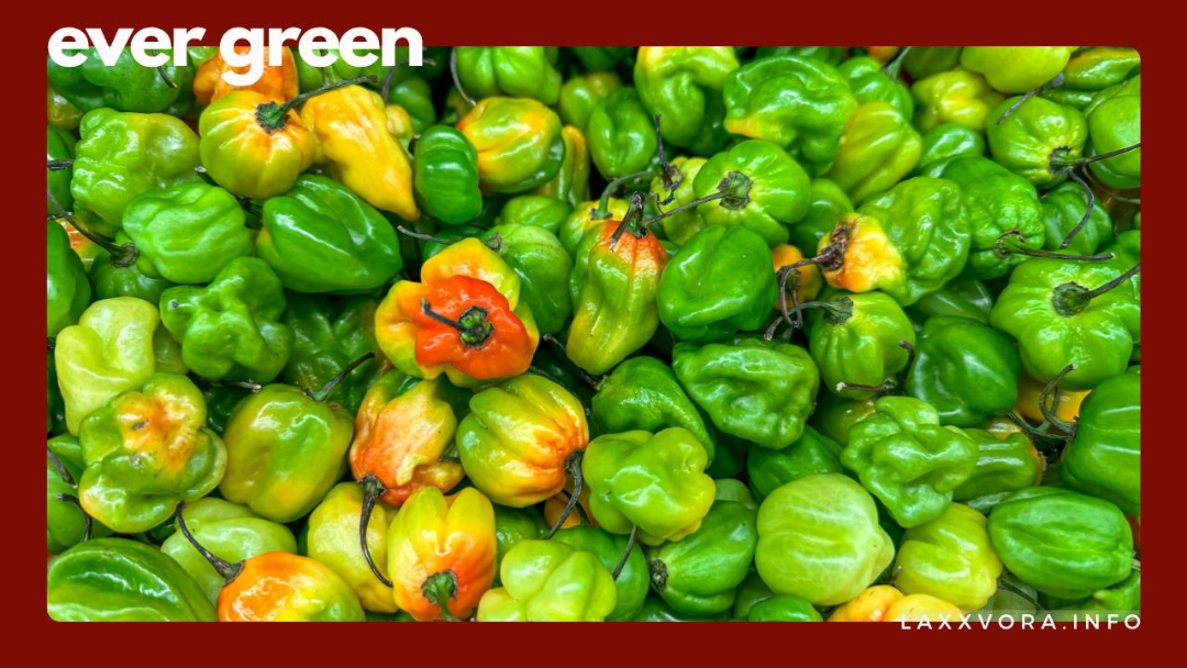 LE EVER GREEN