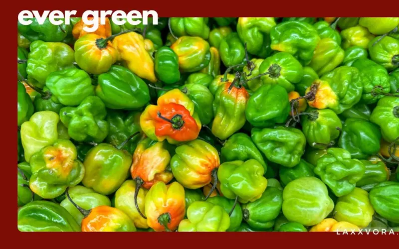 LE EVER GREEN