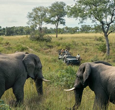 South Africa game drive elephant