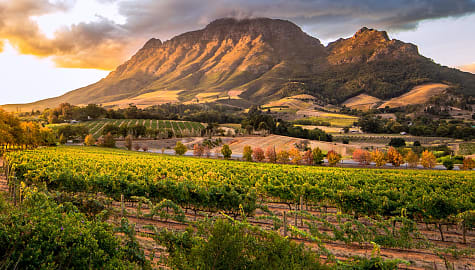 Vineyard in Stellenbosch, South Africa