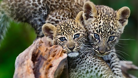 Pair of leopard cubs seen on a Tanzania Safari