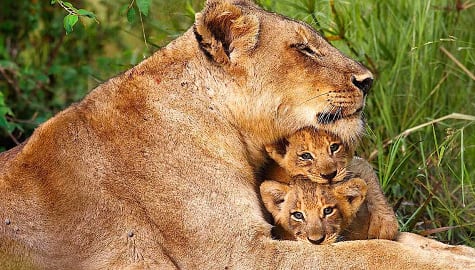 Lioness and her cubs viewed on an African Safari