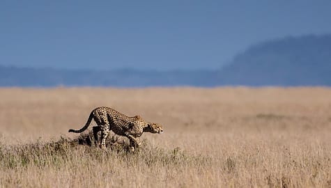 Cheetah preparing for chase across the savannah, South Africa