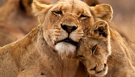 Lioness and her cub in Kruger National Park, South Africa