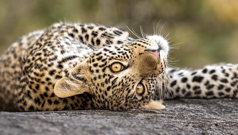 Playful leopard cub with big eyes lying on a rock in Kruger National Park, South Africa