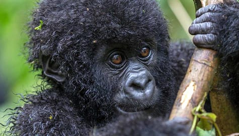Uganda Safaris - Baby gorilla in Virunga National Park
