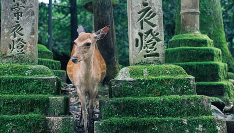 Deer at Nara Park in Nara, Japan