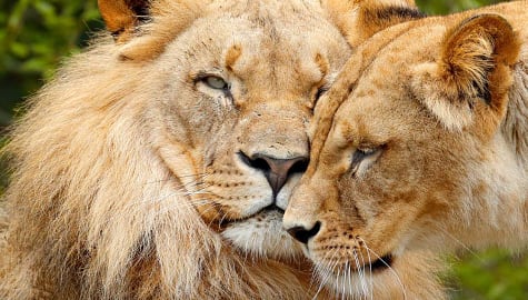 Pair of lions nuzzling in Chobe National Park, Bostwana