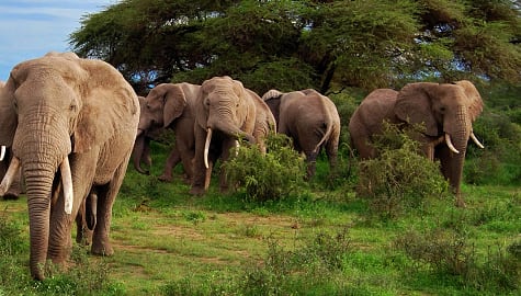 A big herd of wild elephants in Botswana, Africa