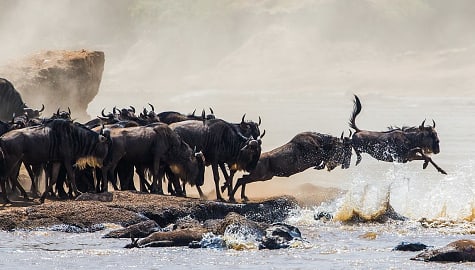 Wildebeest jumping into Mara River in Kenya