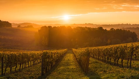 Vineyards at sunrise in Bordeaux, France