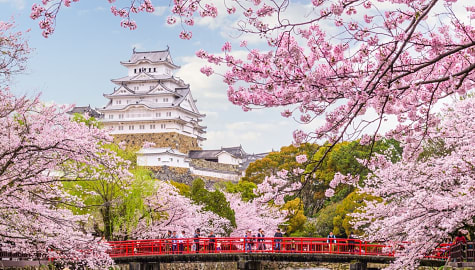 Himeji castle with blooming cherry blossom trees in Japan