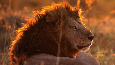 Lion resting in Masai Mara, Kenya