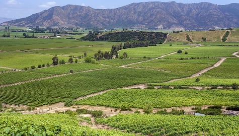 Vineyards in Colchagua Valley, Chile