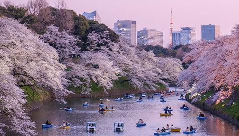 Couples boating on a cherry blossom lined river in Chiyoda, Japan