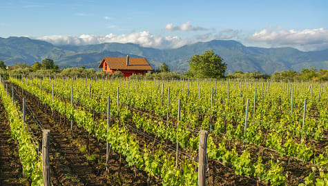 Vineyard in Sicily, Italy