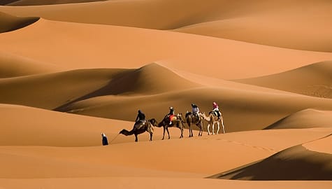 Camel trekking through the dunes of Erg Chebb in Morocco