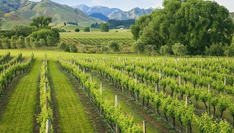 Beautiful vineyard in the foothills of New Zealand's Marlborough wine growing region