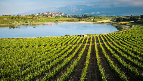 Vineyards in Rioja, Spain