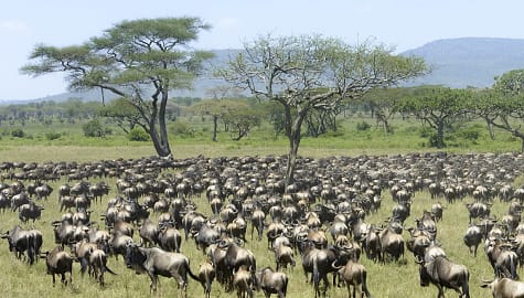 Herd of Blue Wildebeest seen from behind during migration in Serengeti National Park, Tanzania