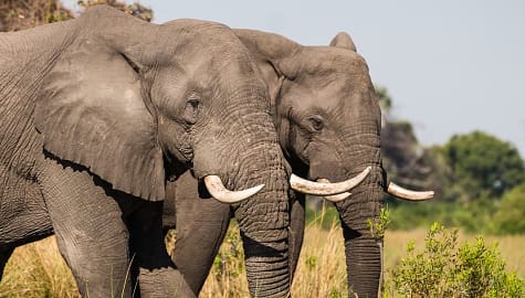Elephants in the Okavango Delta, Botswana