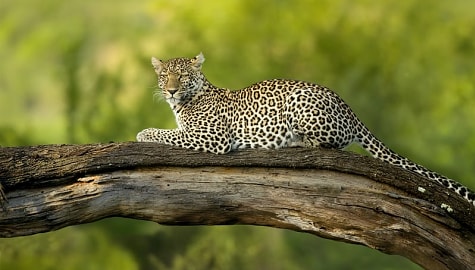 Leopard in Serengeti National Park, Tanzania