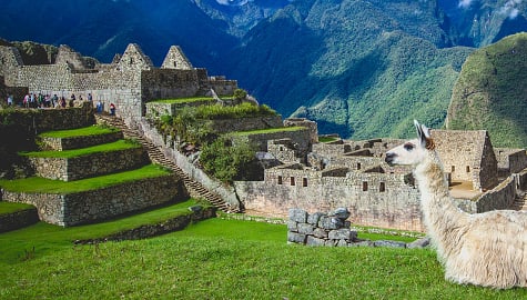 Llama at Machu Picchu, Peru