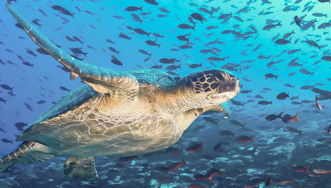 Sea turtle in the Galapagos Islands, Ecuador