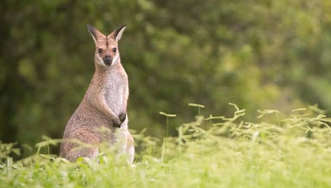 Wallaby in the forest, Australia.