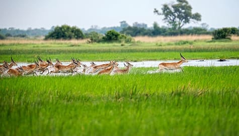 Lechwe running in the Okavango Delta, Botswana