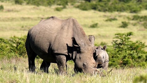 Rhino mother and calf in Kruger National Park, South Africa