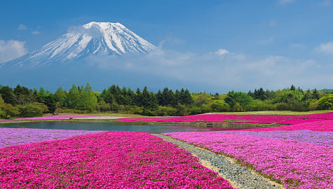 Mount Fuji with field of pink moss at Shibazakura festival in Yamanashi, Japan.