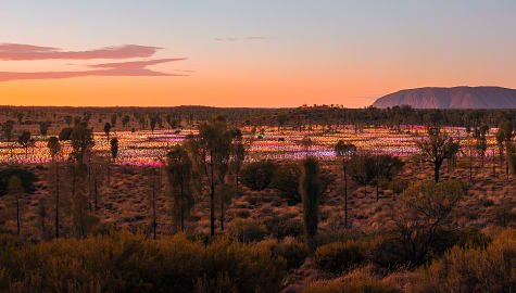 Uluru Field of Light in the Northern Territory, Australia