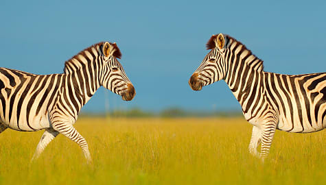 Two zebras in the grasslands of Nxai National Park, Botswana