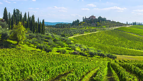 Vineyards on the rolling hills in Chianti, Italy