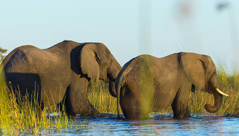 Elephants in the Okavango Delta, Botswana
