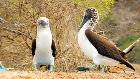 Blue Footed Booby bird on the Galapagos Islands, Ecuador.