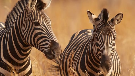 Two zebras in long grass in Masai Mara, Kenya
