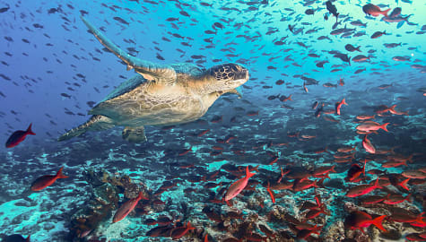 Sea turtle in the Galapagos Islands, Ecuador
