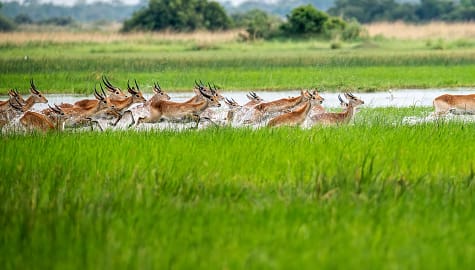 Lechwe running in the Okavango Delta, Botswana