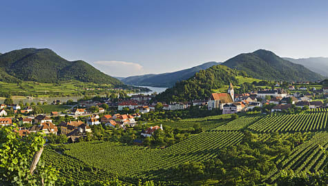 Vineyards surrounding Spitz an der Danau on the Danube river in Austria