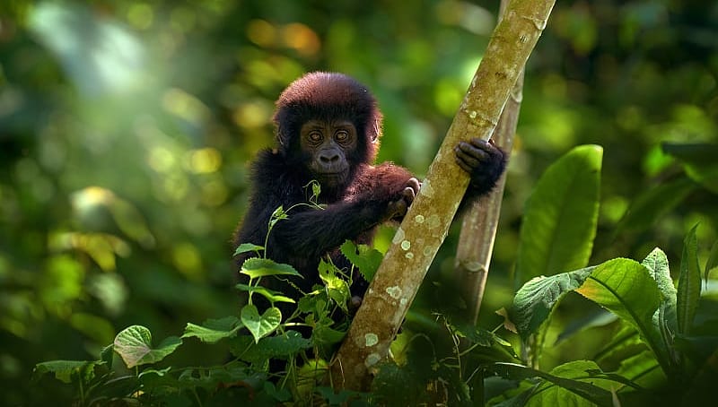 Baby gorilla in Bwindi Impenetrable Forest, Uganda