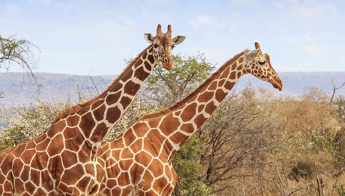 Two giraffes walking through the bush in Africa